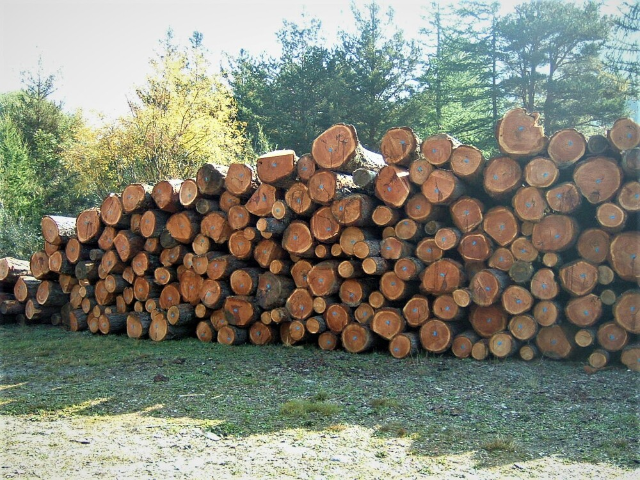 Asta pubblica per vendita lotto legname composto da toppi di abete rosso in località "Bois de la Golette" 